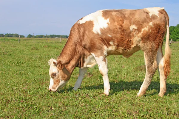 The calf on a summer pasture — Stock Photo, Image