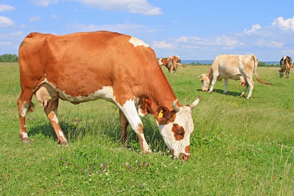 Cows on a summer pasture — Stock Photo, Image