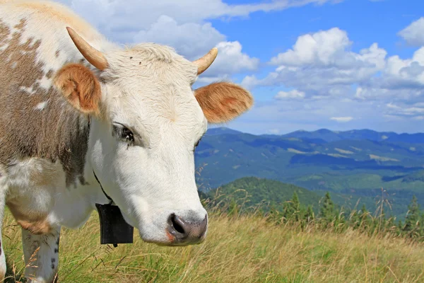 El ternero en un pasto de montaña de verano —  Fotos de Stock