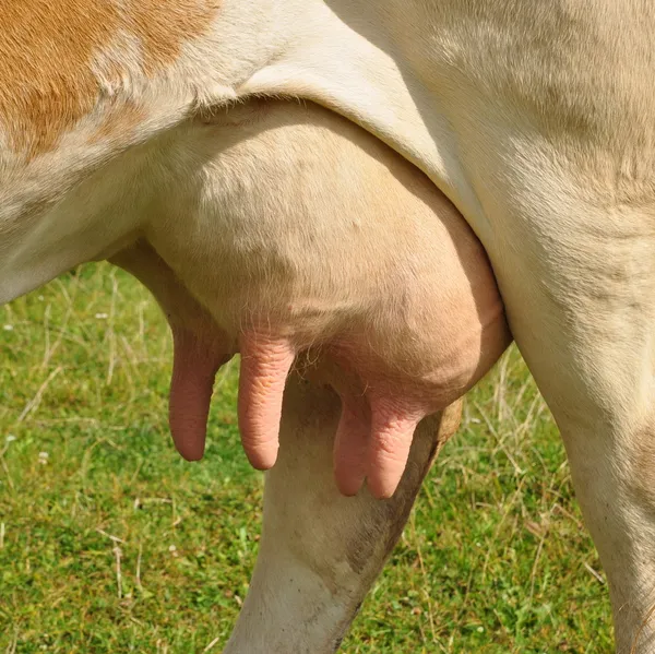 Udder of a young cow — Stock Photo, Image