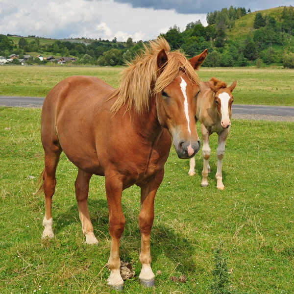 Foal with a mare on a summer pasture