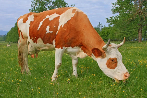 Vaca em um pasto de verão — Fotografia de Stock