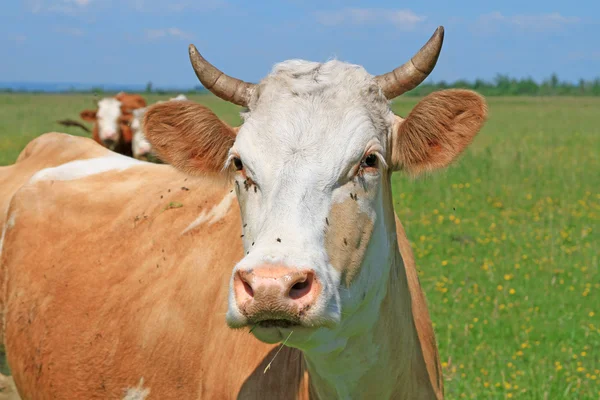 Koe op een zomerweide — Stockfoto