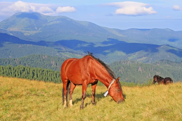 夏天牧场上的马 — 图库照片