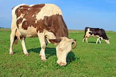 Yaz otlağında inekler