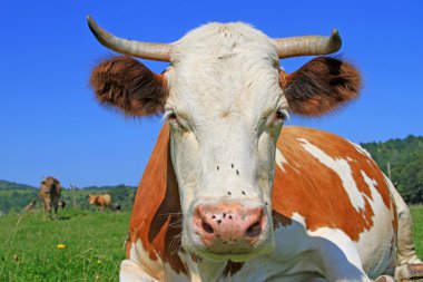 Yaz otlağında inek