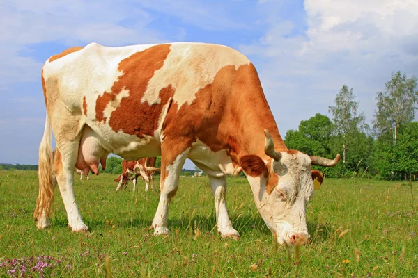 Mucca su un pascolo estivo — Foto Stock