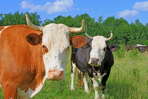 Las vacas en un pasto de verano — Foto de Stock