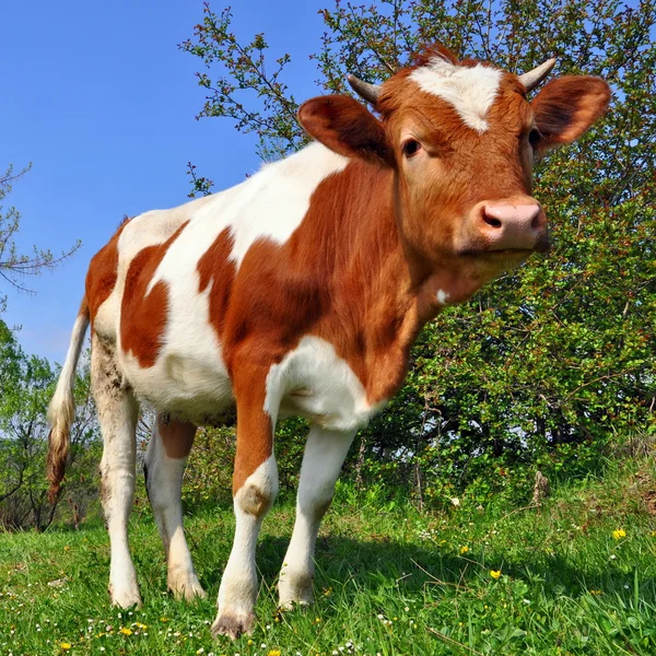 A nyári legelőn borjú — Stock Fotó