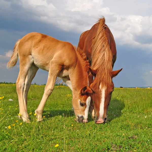 在夏天的牧场上带着母马的小牛犊 — 图库照片
