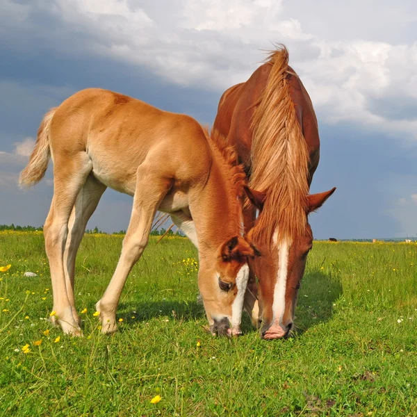 Fohlen mit Stute auf der Sommerweide — Stockfoto