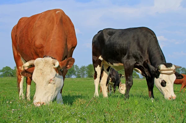 Sapi di padang rumput musim panas — Stok Foto