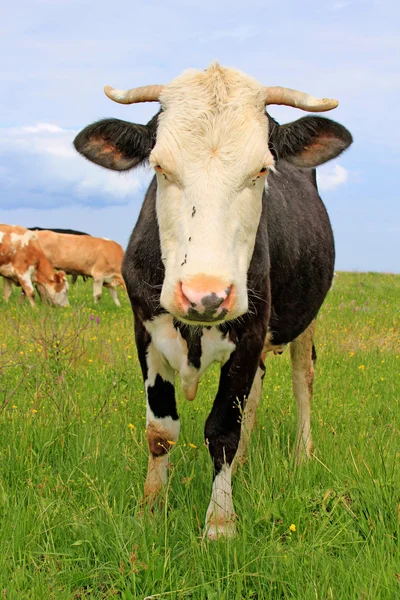 Vaca en un pasto de verano — Foto de Stock