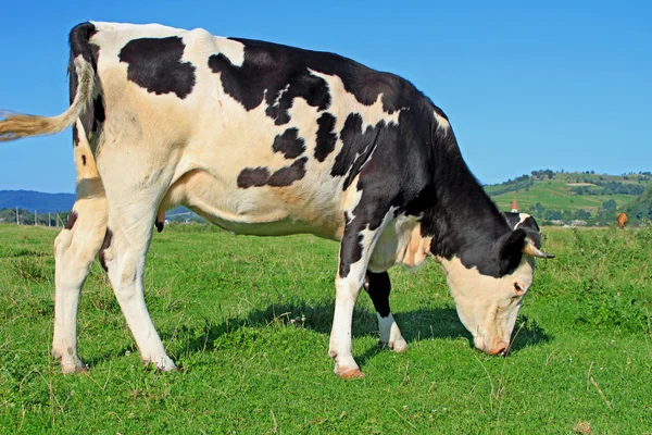 Ko på sommarbetesmark — Stockfoto