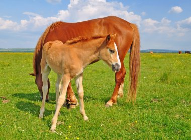 Yaz otlağında bir kısrakla tay