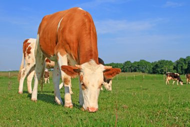 bir yaz mera derisindeki