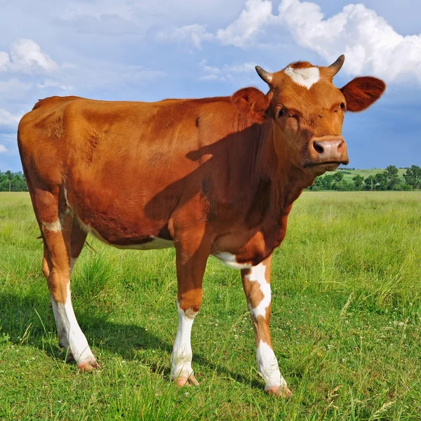 El ternero en un pasto de verano — Foto de Stock