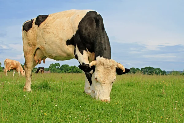 Vaca en un pasto de verano —  Fotos de Stock