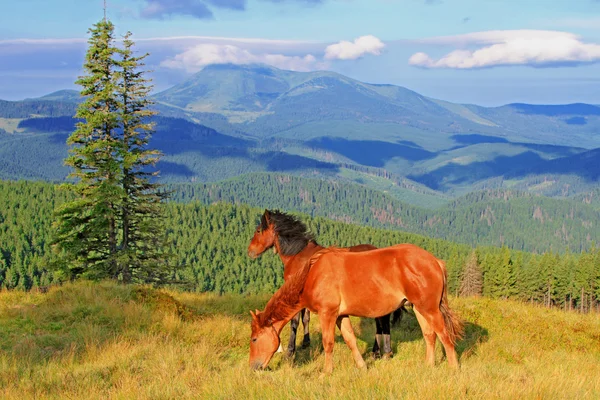 Caballos en un pastizal de verano —  Fotos de Stock