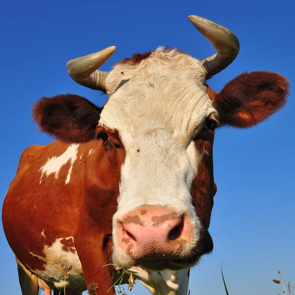 Head of a cow against the sky — Stock Photo, Image