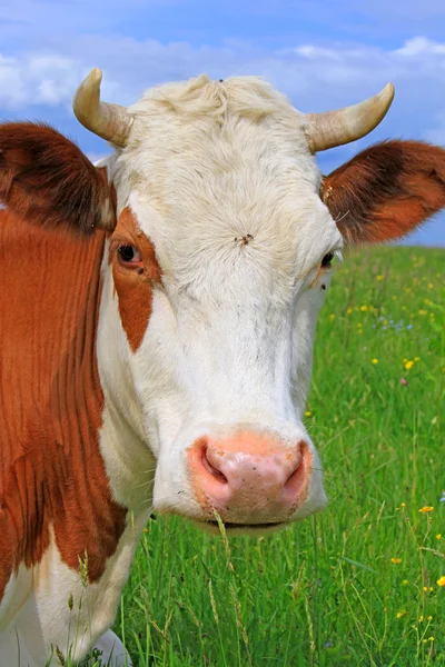 Cabeça de uma vaca contra um pasto — Fotografia de Stock