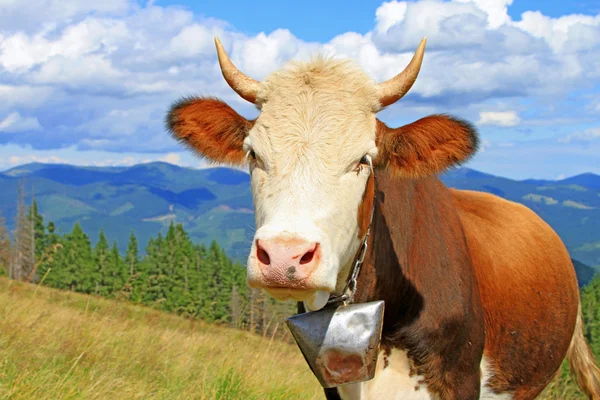 Vaca en un pasto de montaña de verano —  Fotos de Stock