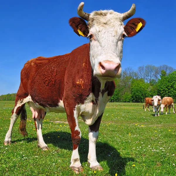 Mucca su un pascolo estivo — Foto Stock