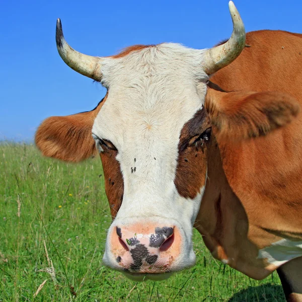 Голова корови проти пасовища — стокове фото