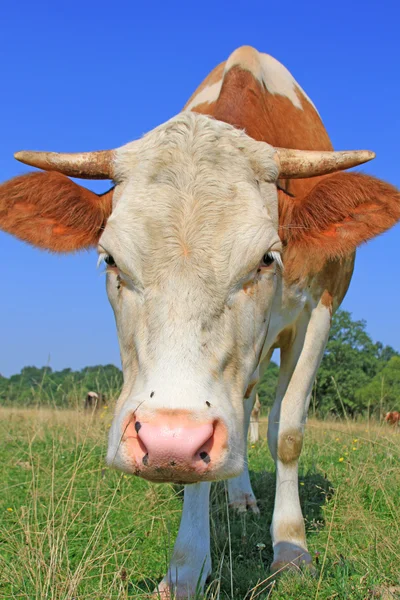 Vache dans un pâturage d'été — Photo