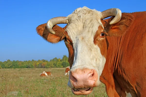 Cabeça de uma vaca contra um pasto — Fotografia de Stock