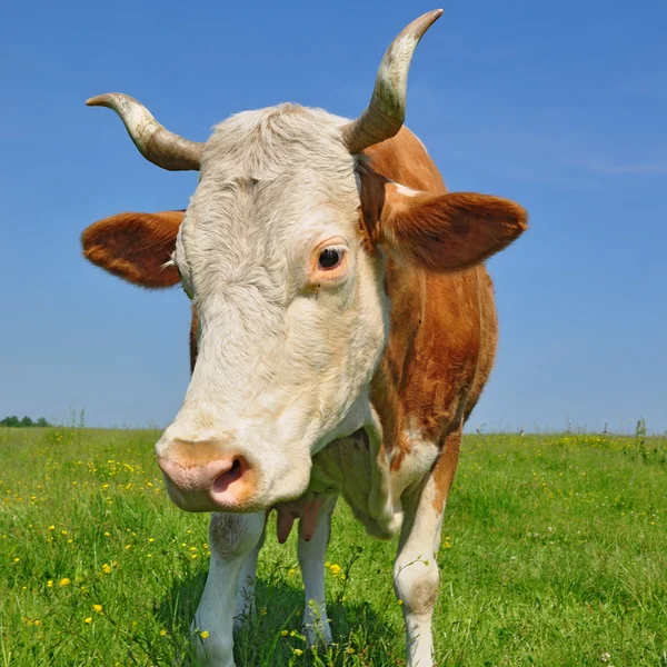 Koe op een zomerweide — Stockfoto