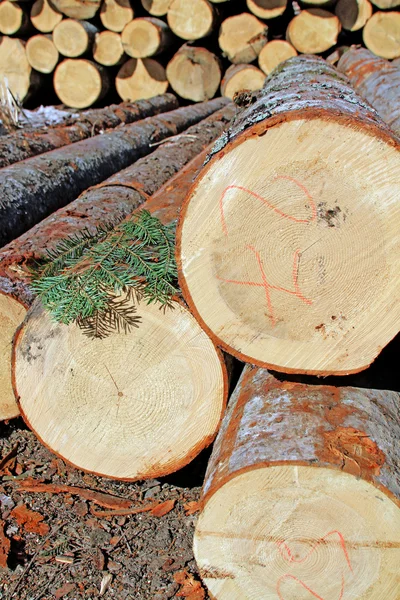 Preparazione del legno — Foto Stock