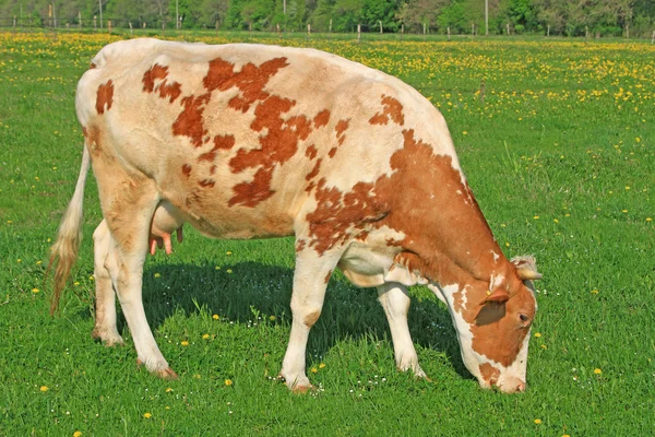 Kuh auf einer Sommerweide — Stockfoto