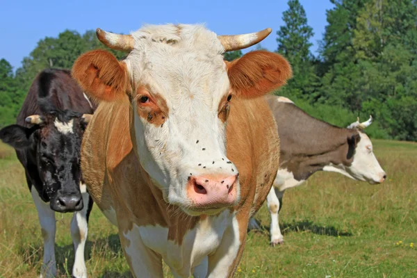 Vacas em um pasto de verão — Fotografia de Stock