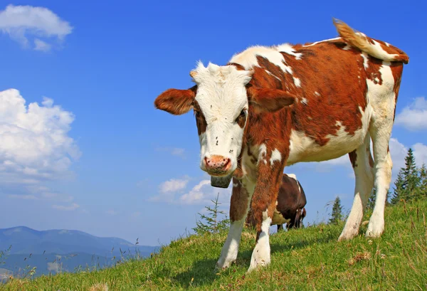 The calf on a summer mountain pasture — Stock Photo, Image