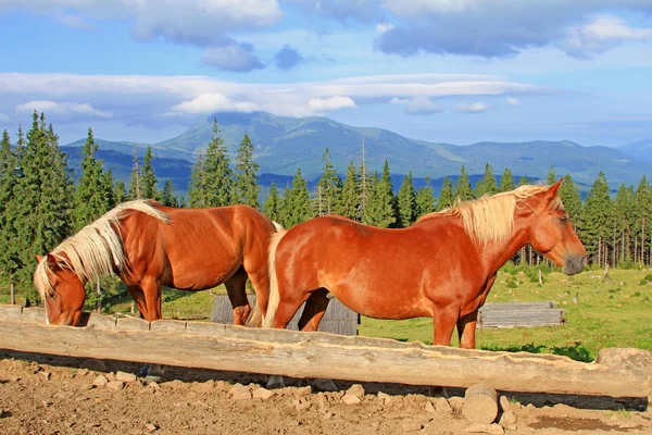 Horses on a summer mountain pasture — Stock Photo, Image