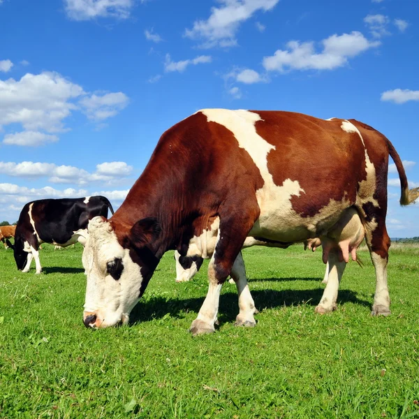 Cows on a summer pasture Stock Photo