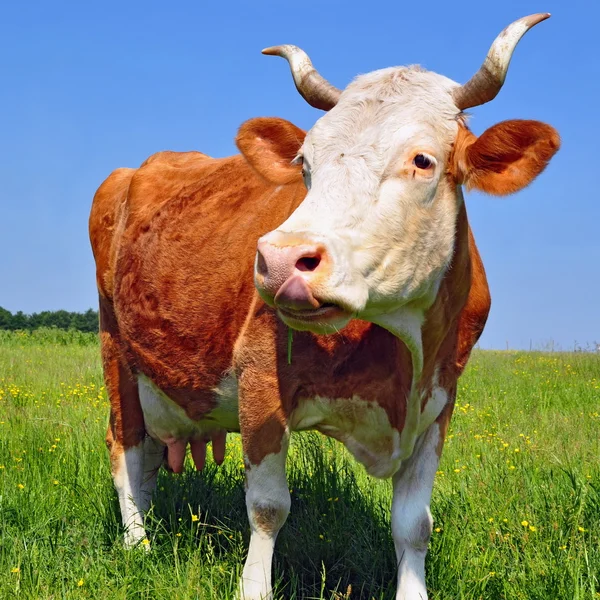 Koe op een zomerweide — Stockfoto