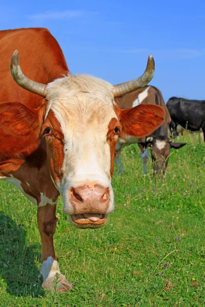 Cabeça de uma vaca contra um pasto — Fotografia de Stock