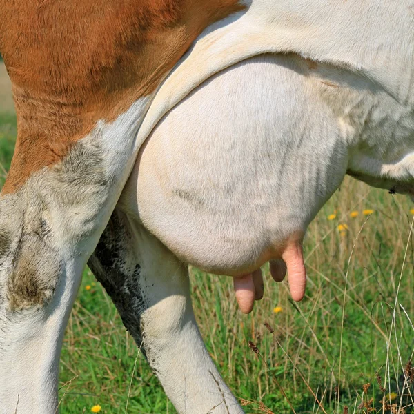 Udder de uma vaca jovem. — Fotografia de Stock