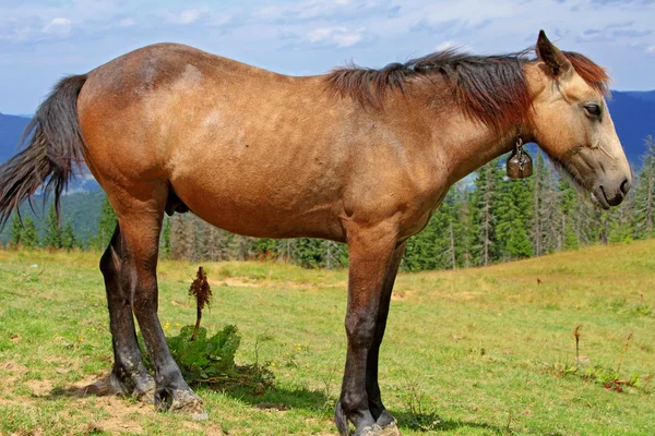 夏の牧草地で馬 — ストック写真