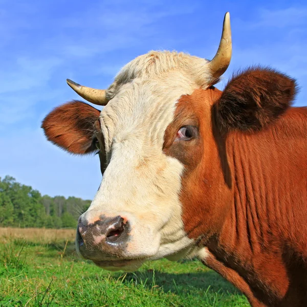 Head of a cow against a pasture — Stock Photo, Image