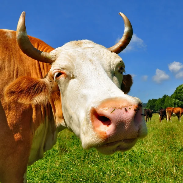 Huvudet av en ko mot en betesmark — Stockfoto