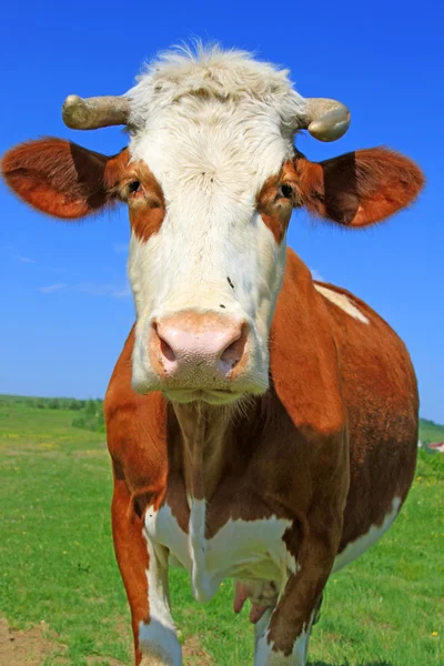 Cow on a summer pasture — Stock Photo, Image