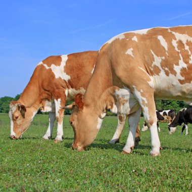 Yaz otlağında inekler