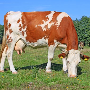 Yaz otlağında inek