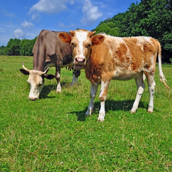 Kühe auf einer Sommerweide — Stockfoto