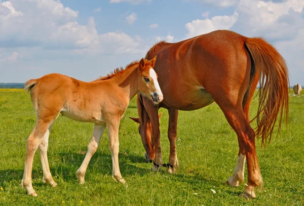 Foal with a mare on a summer pasture — Stock Photo, Image