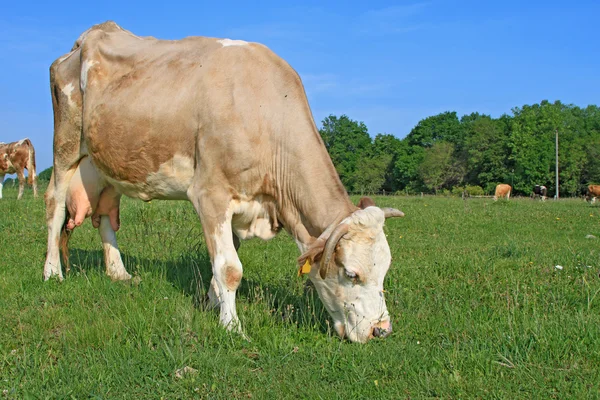 Vaca em um pasto de verão — Fotografia de Stock