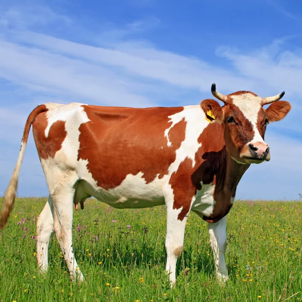 Vaca em um pasto de verão — Fotografia de Stock